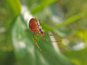 Macro shot of spider on web