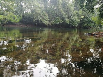 Reflection of trees in calm lake