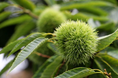 Close-up of fruit growing on plant