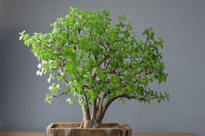 Close-up of small potted plant on table