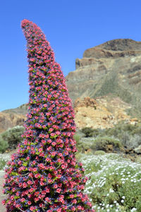 Pink flowering plants on rock against sky