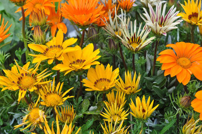 Close-up of yellow flowering plants