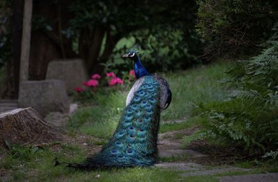 View of a bird on field