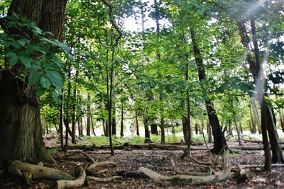 Trees in forest