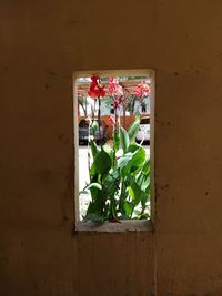 Close-up of potted plant against window