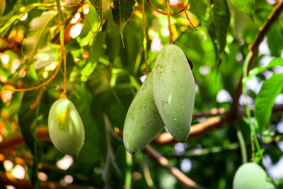 Close-up of fruits growing on tree