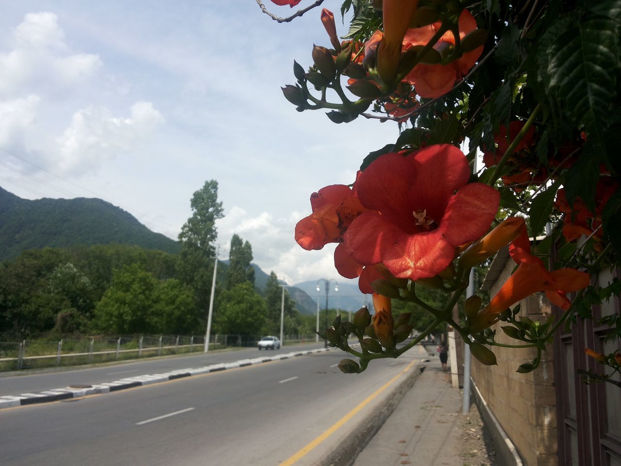 tree, flower, sky, road, transportation, growth, street, cloud - sky, the way forward, nature, beauty in nature, land vehicle, plant, bicycle, red, car, outdoors, day, incidental people, sunlight