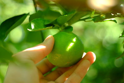 Close-up of hand holding fruit