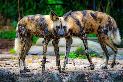 Portrait of two african painted dogs