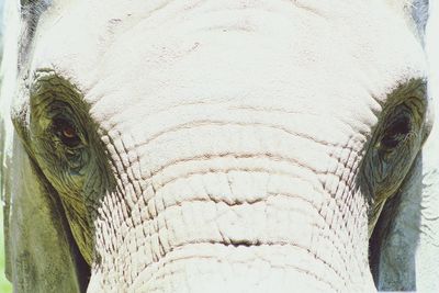 Close-up of elephant