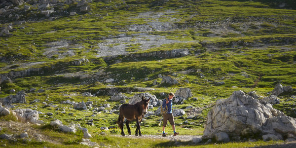 Horses grazing on landscape