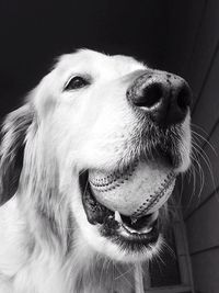 Close-up of dog carrying baseball in mouth