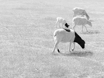 High angle view of dog on field