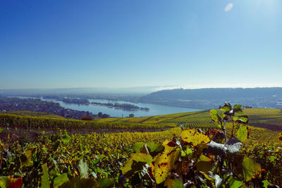 Scenic view of vineyard against blue sky