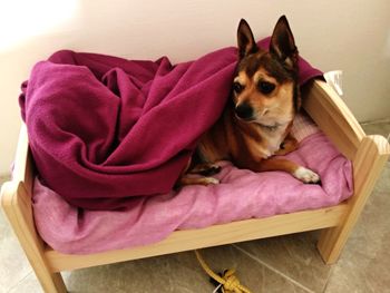 Portrait of dog relaxing on sofa at home, ikea pet bed