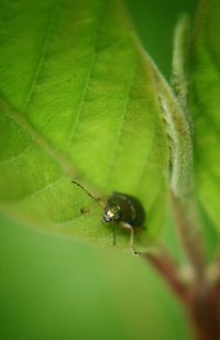 Close-up of insect on leaf