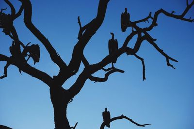 Low angle view of tree against clear sky
