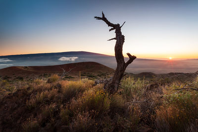 Dead tree on field against sky during sunset