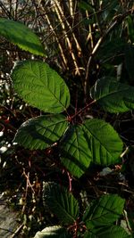 Close-up of fresh green plant