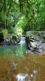 Scenic view of river amidst trees in forest