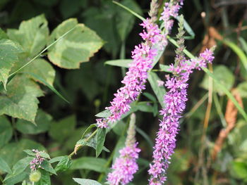 Close-up of purple flowering plant
