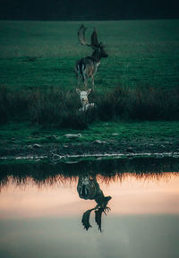 Deer reflecting in lake