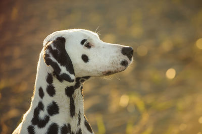 Close-up of dalmation