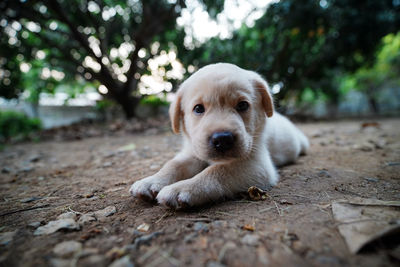 Portrait of a dog