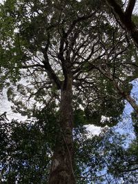 Low angle view of trees in forest against sky