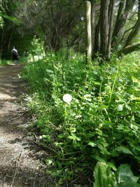 Close-up of plant growing on field