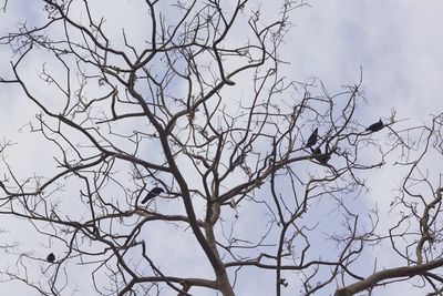 Low angle view of bare tree against clear sky