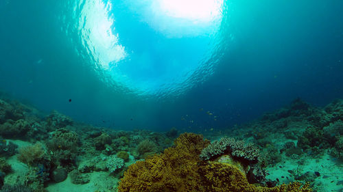 Fish swimming in sea