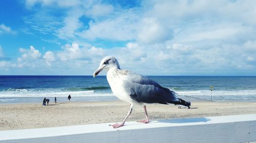 Bird perching at beach against sky