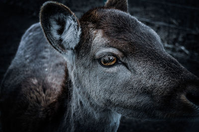 Close-up portrait of a horse