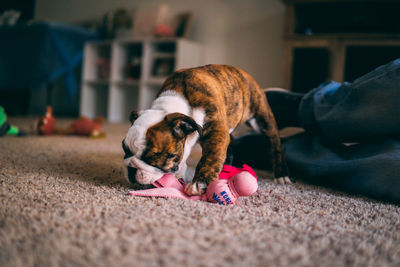 Close-up of dog lying down