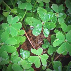 High angle view of green leaf