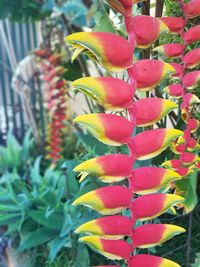 Close-up of flowers blooming outdoors