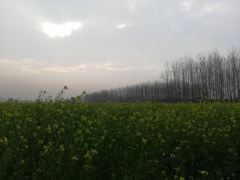 Scenic view of field against sky