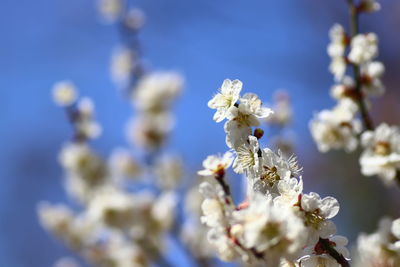 Close-up of cherry blossoms against blue sky