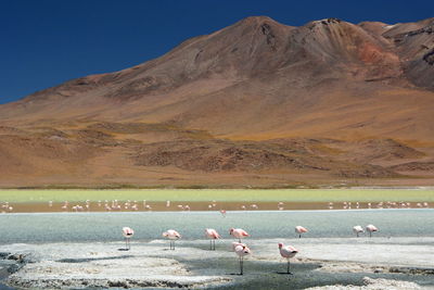 View of flamingos by laguna hedionda against mountain