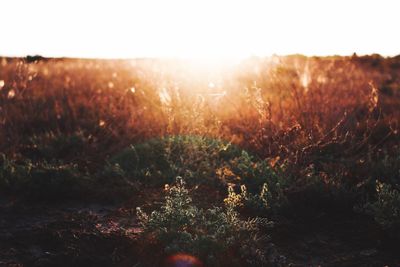 Close-up of plants growing on field against sky