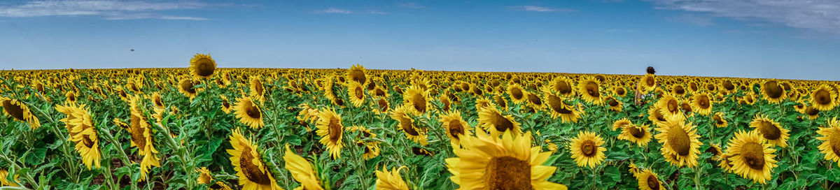 Scenic view of field against clear sky