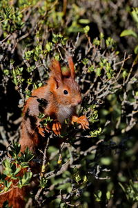 Close-up of a eurasian red squirrel on tree