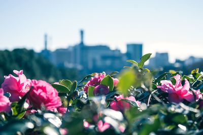 Close-up of pink flowers blooming against sky