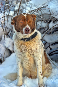 Dog on snow covered land