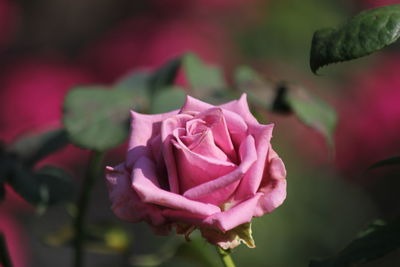 Close-up of pink rose