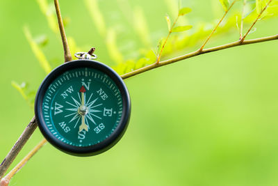 Close-up of navigational compass hanging from plant