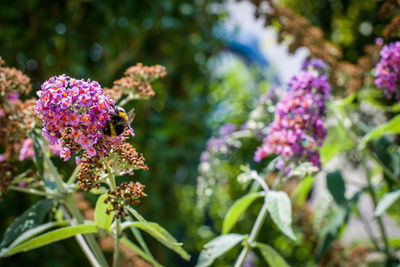 Close-up of pink flowering plant with bee