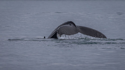 Whale watching during a brief icelandic summer near husavik with water dripping off the tail