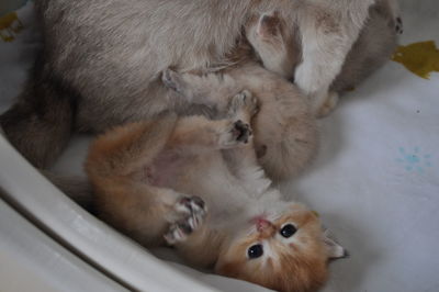 High angle view of cat relaxing on floor